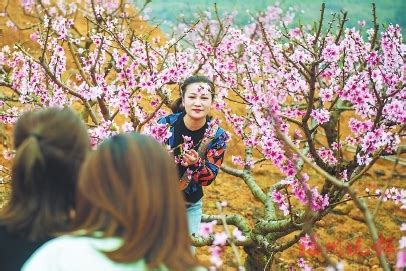 桃花房|【桃花房】打造絕美桃花房！招桃花攻略大公開 – 虞默莧師傅